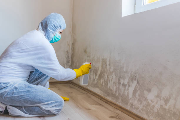 Licensed Mold Remediation service in Forest Lake, MN - WQB Mold Removal
